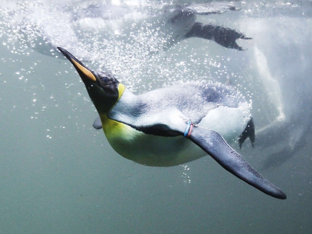 Penguins have flightless wings, all the better to swim with, my dear, image size:1024x768