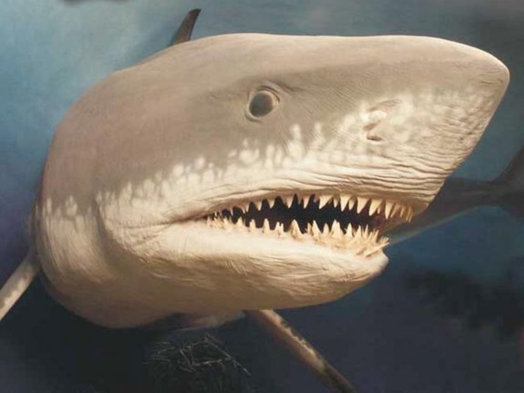 Extinct Megalodon, the largest shark ever, have grown big