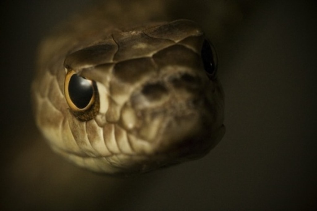 Snakes have poor eyesight, but can boost their vision if threatened