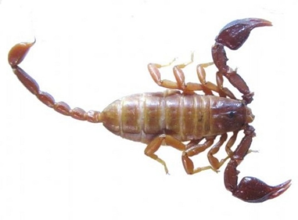 New scorpion species discovered in Turkey -- but not to worry