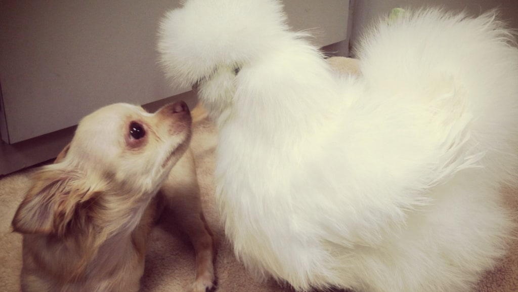 Disabled chihuahua rescue sales