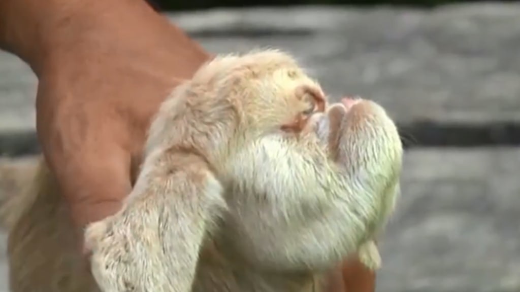 Nace un raro animal con un solo ojo y parece sacado de la mitología griega  (VIDEO)