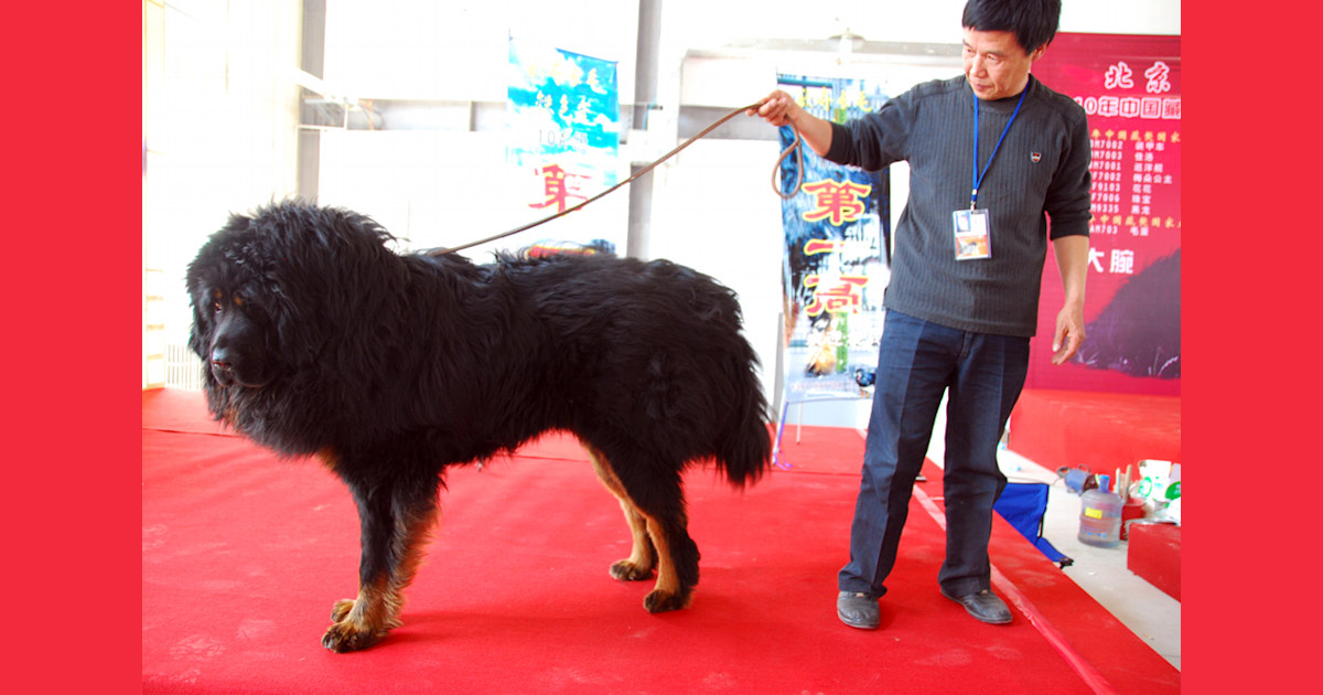 Top 30 How Much Does A Dog Cost In China Lastest Updates 09/2022