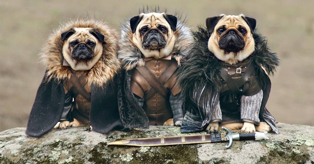 Pug dressed as pug hotsell