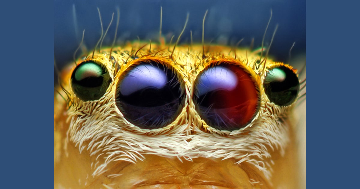 Internet Insects Incredible insect photos