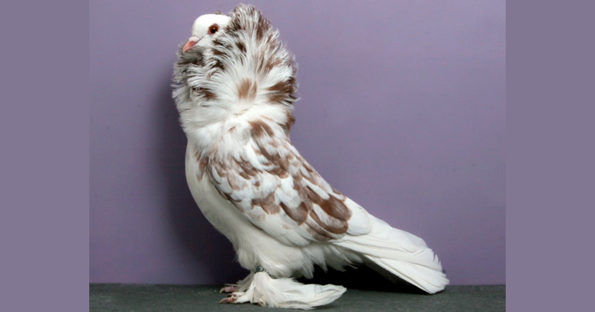 Grand National Pigeon Show champions