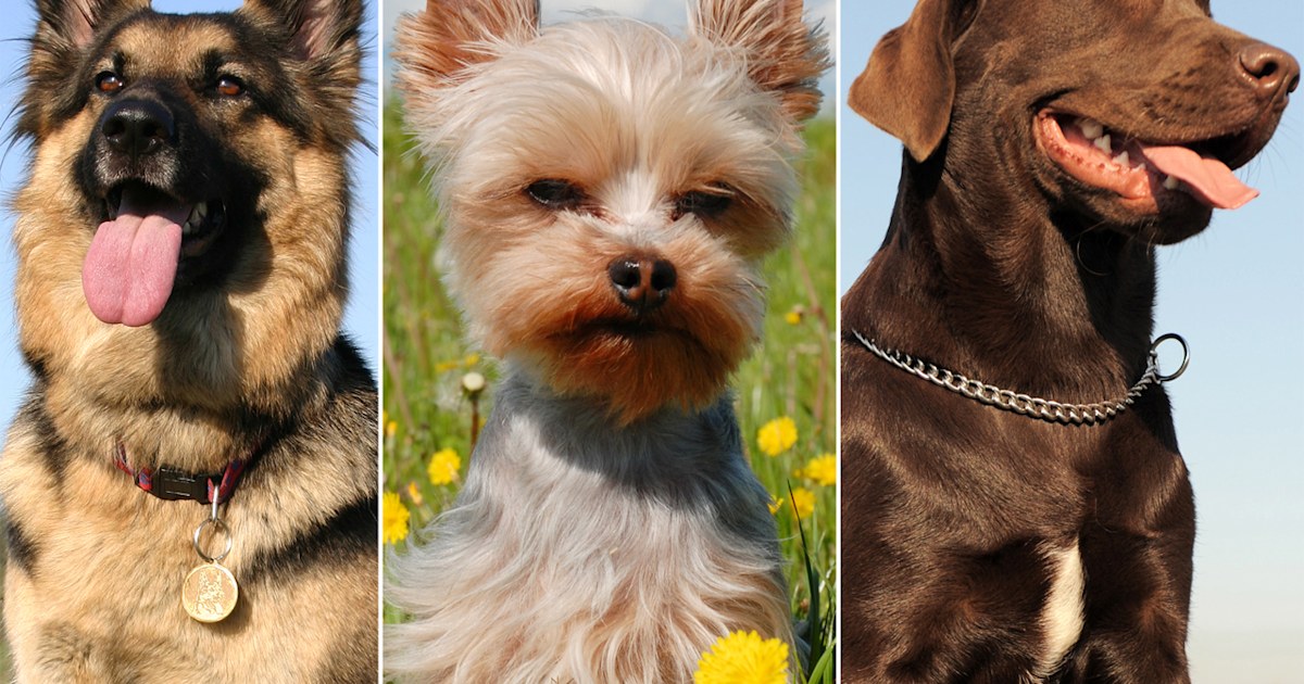 Most popular dog breeds 2012
