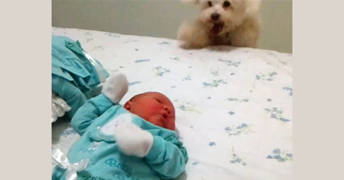 Fluffy puppy jumps for joy at new baby