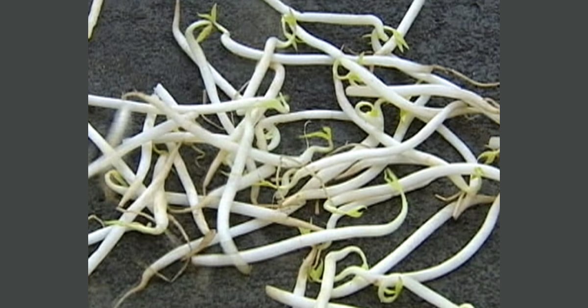 Organic sprouts behind deadly E. coli outbreak?