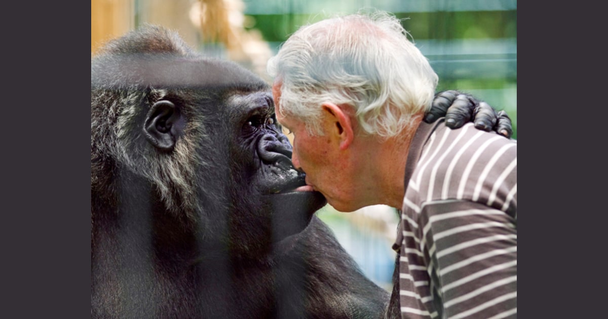 Childless couple adopts gorilla