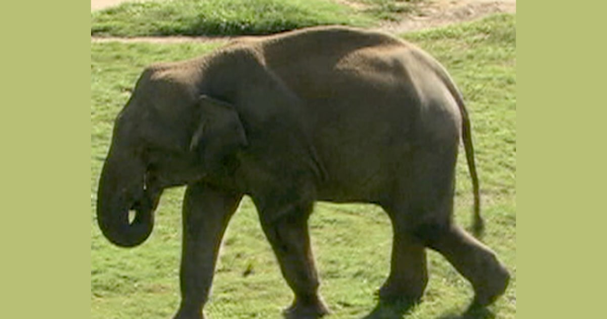 Are elephants smarter than a fifth grader?