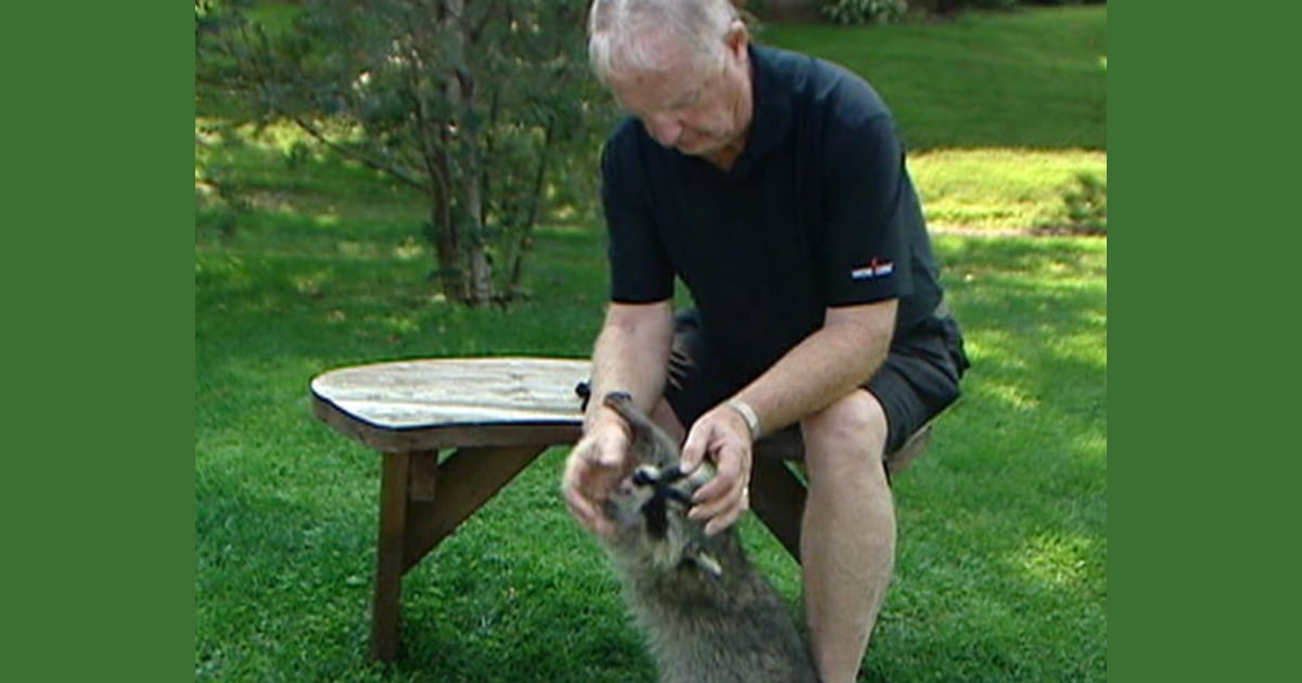 Meet Rambo, old MacDonald’s pet raccoon