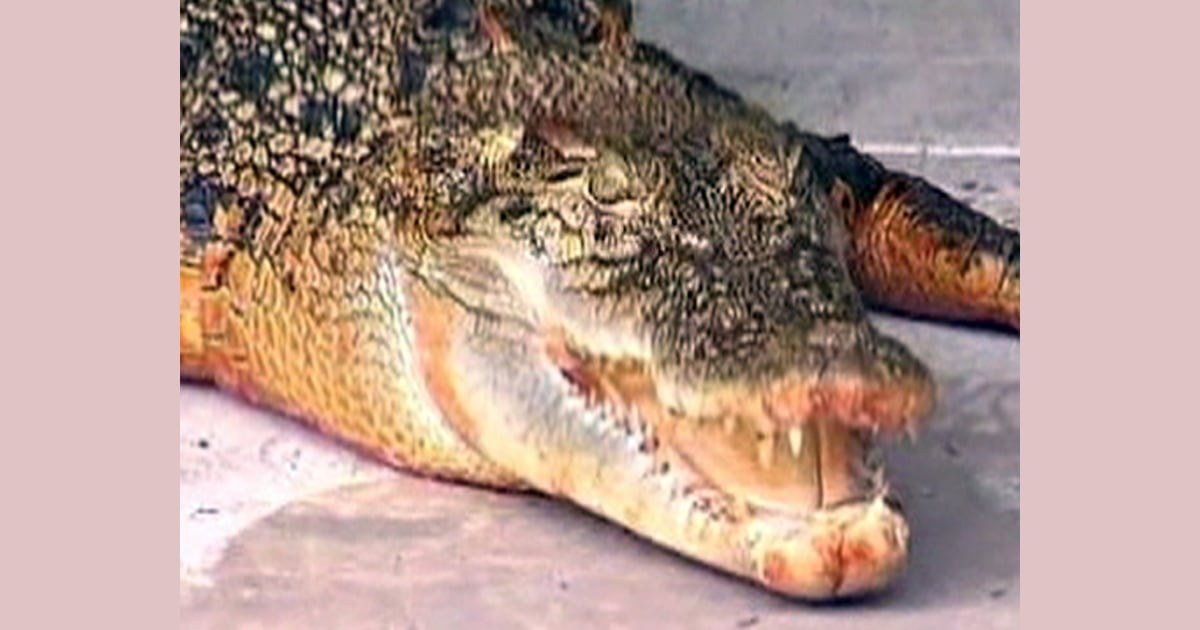 Aussie croc turns orange
