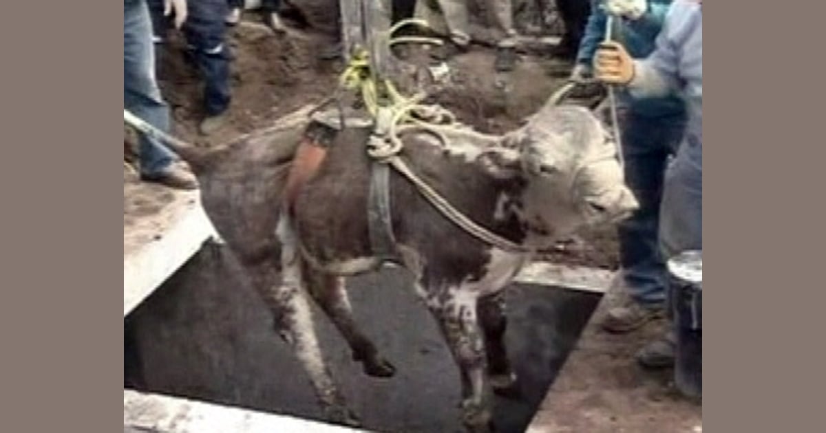 Trapped bull hoisted to safety in Chile