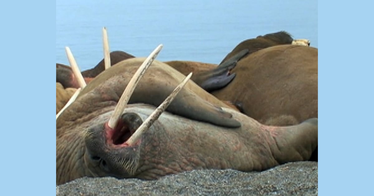 Lazy walrus colony naps on ice