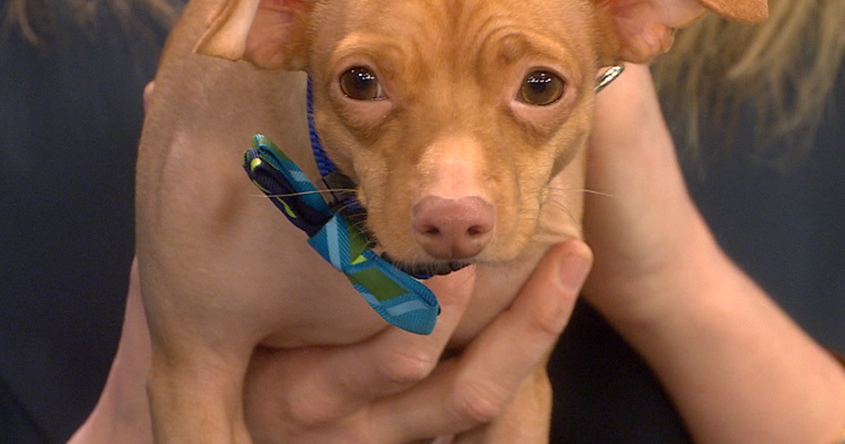 Tuna the dog’s overbite makes him an hit