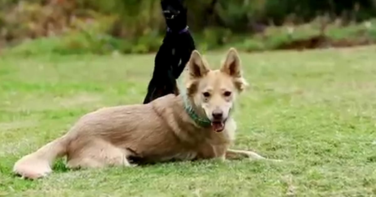 Two paws up! Dogs get their own TV channel