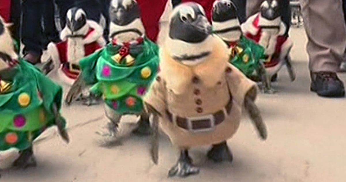 Penguins in Santa suits waddle through park