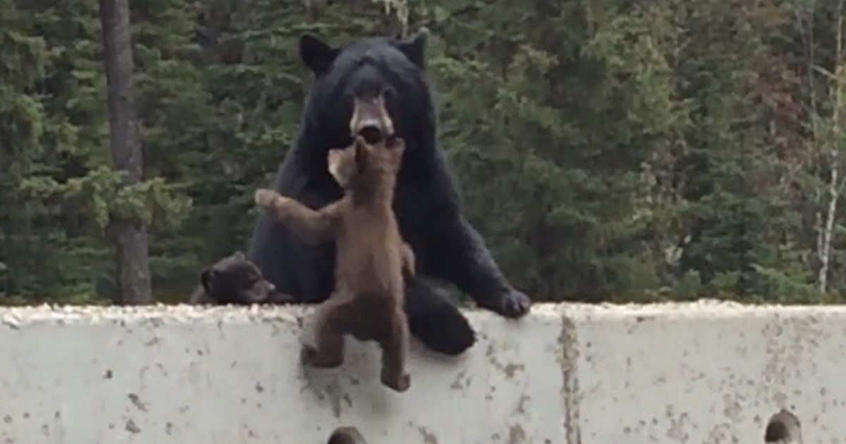 Watch this mama bear save her baby from highway danger