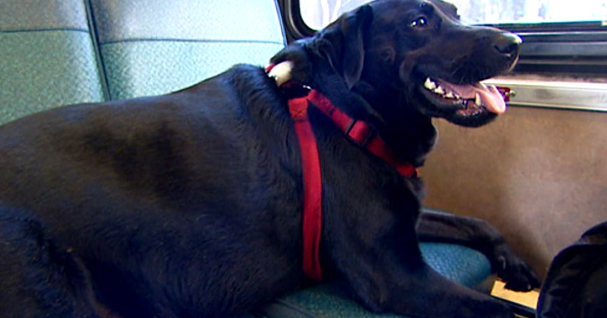 Puplic transportation Seattle mutt takes solo bus rides to dog park