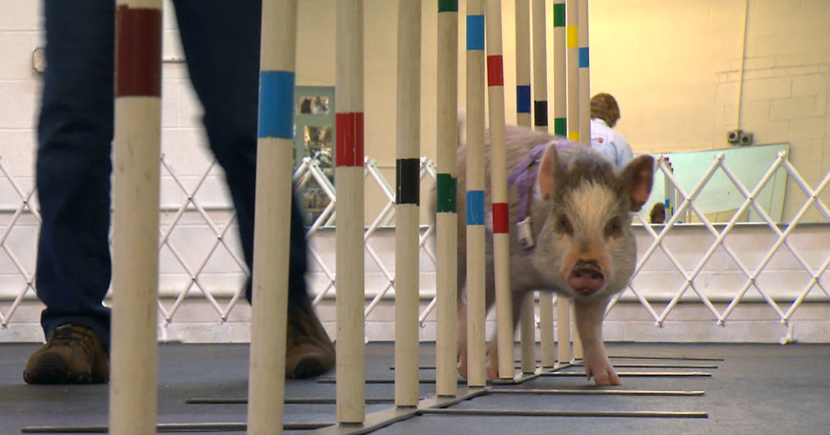Hamstring Pig Meet the pig who aces her dog training ham-work