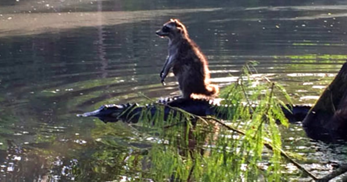 Raccoon appears to be riding an alligator like a surfboard