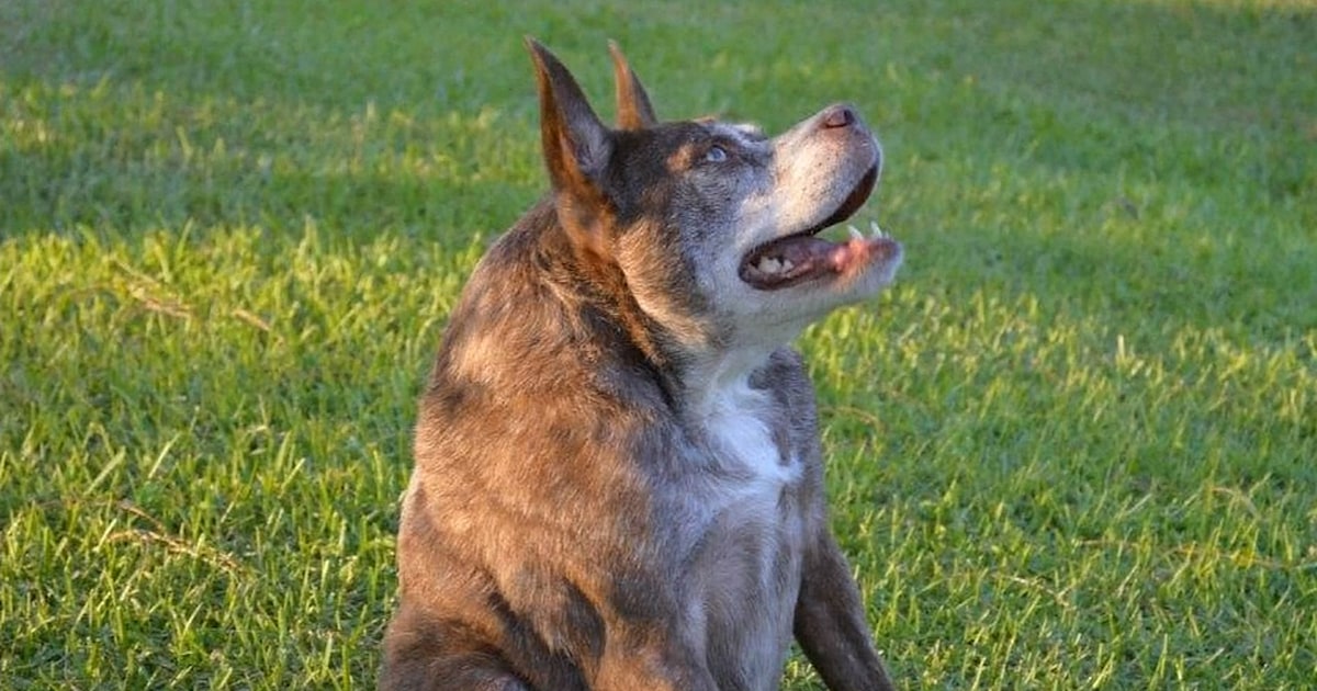Hunchbacked mutt wins Ugliest Dog competition