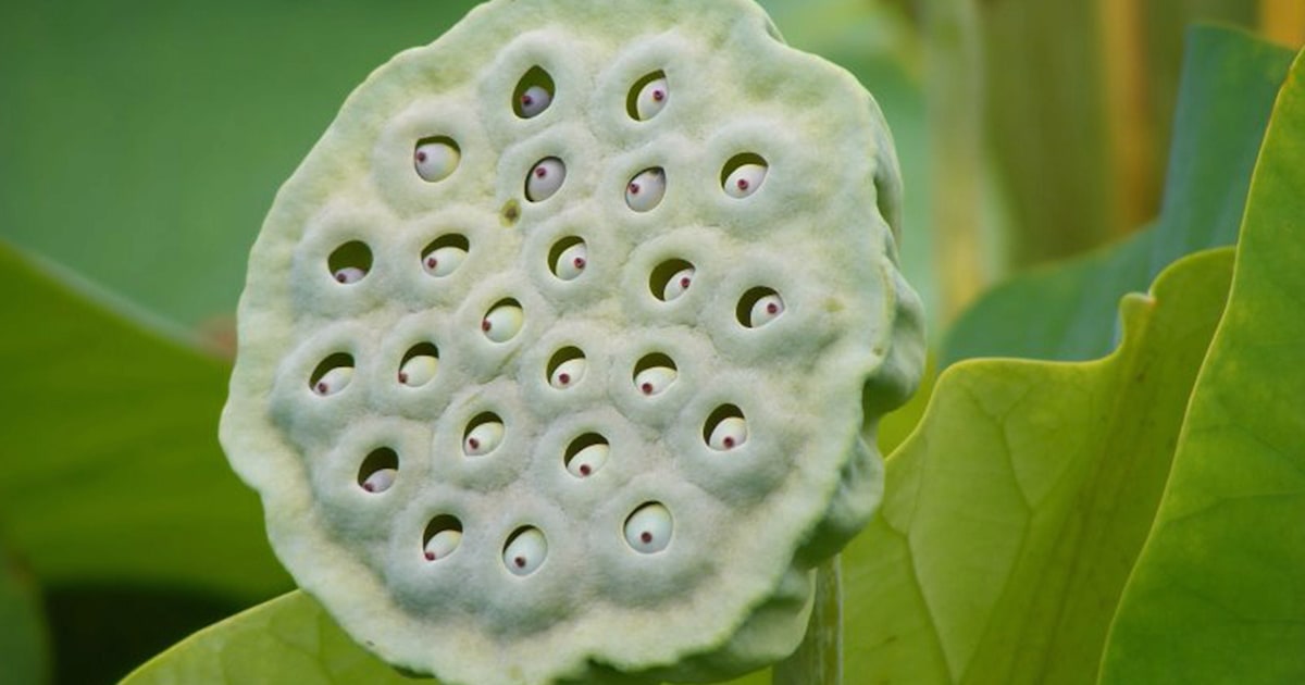 fear of clustered holes name