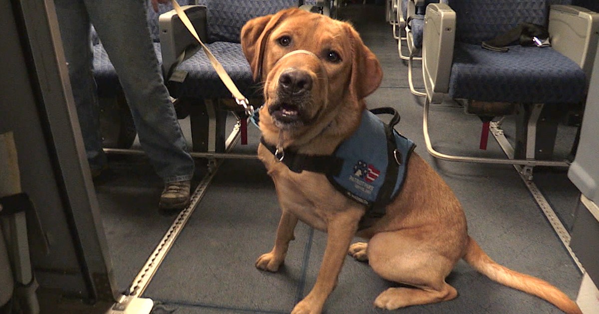 Hope to It: Helping service dogs earn their wings