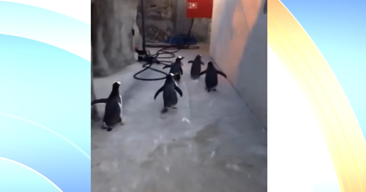 Caught on camera: Penguins attempt to waddle out of a zoo