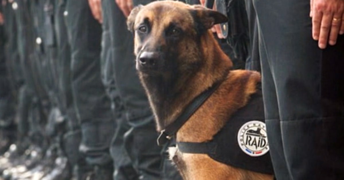Hero police dog remembered after being killed during terrorist raid