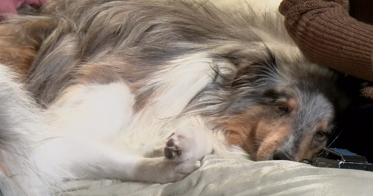 Reunited! Dog lost for 6 years found and returned to family