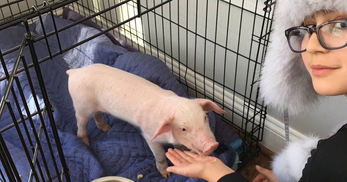 Piglet Life Guard This family rescued a piglet from the snow and nursed it back to health