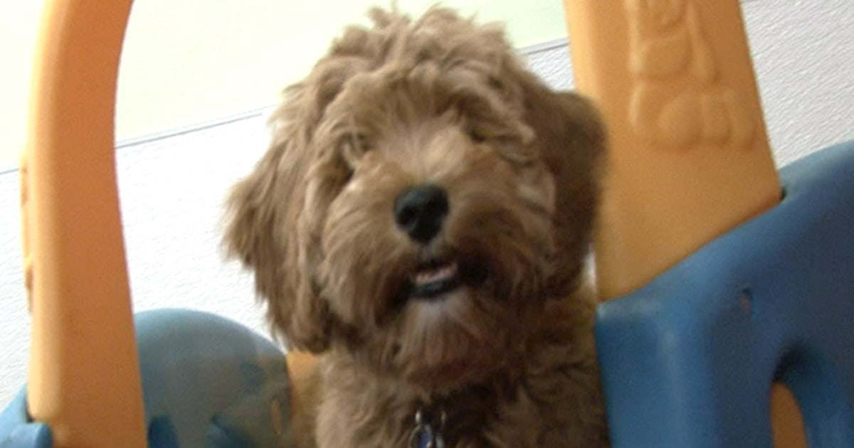 The dangers of treating a dog like a child