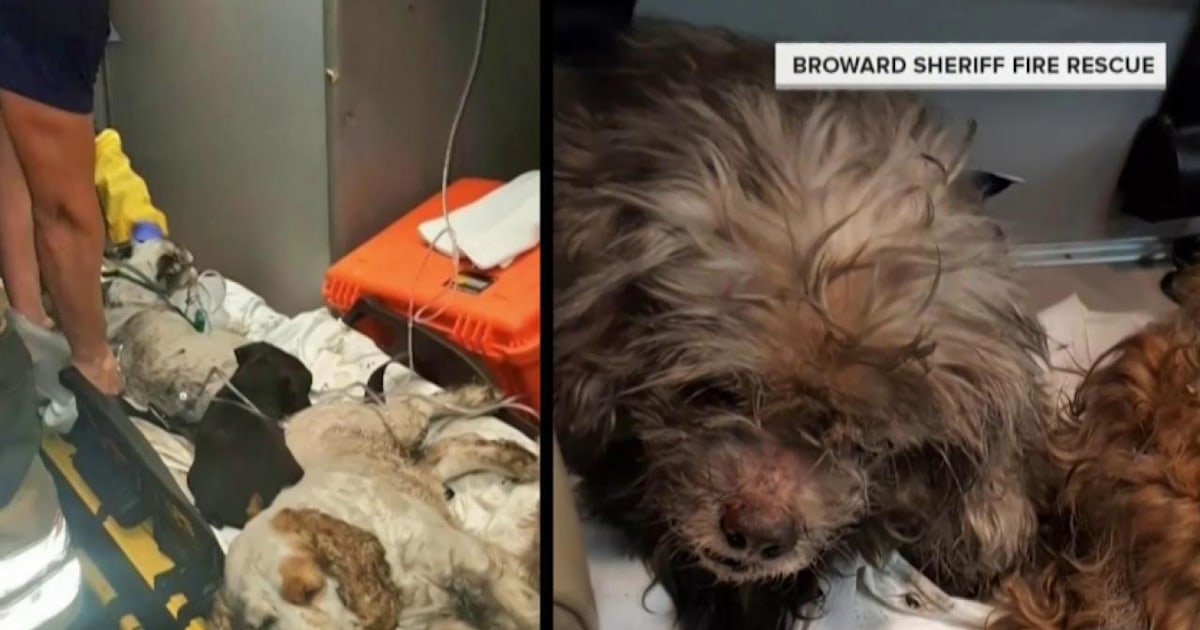 Firefighters rescue 33 dogs during house fire