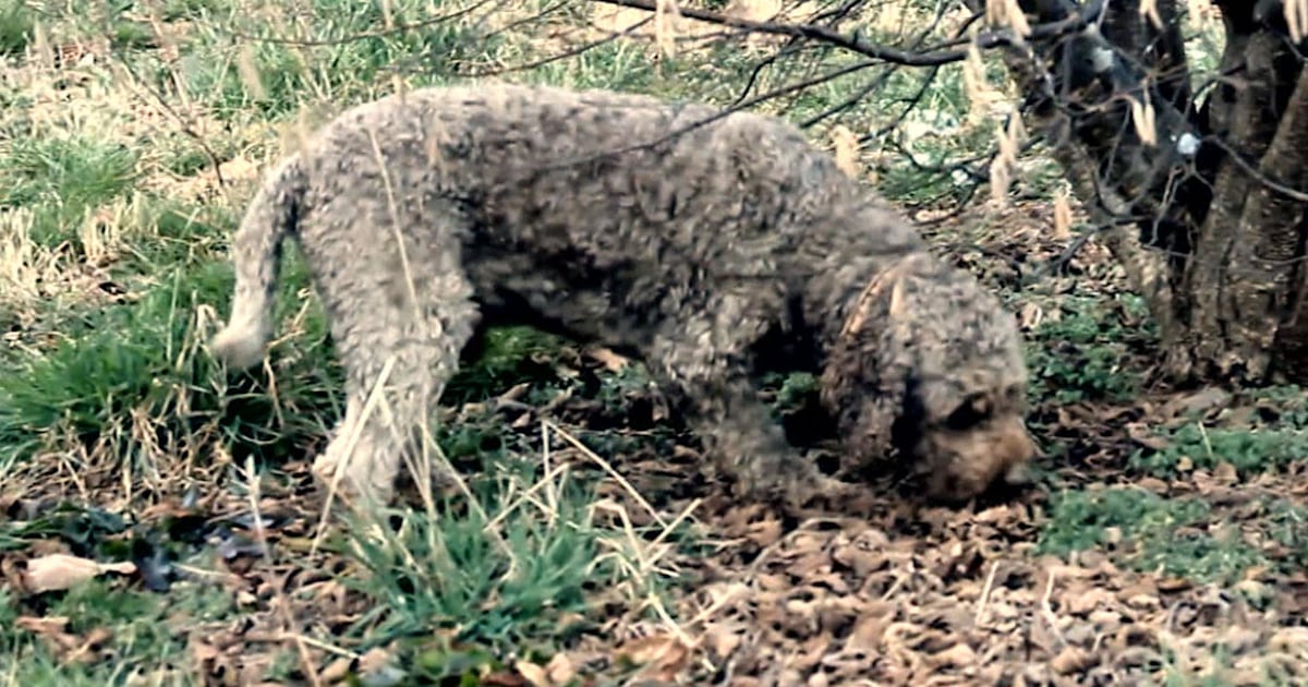 Meet the dogs who hunt for valuable truffles
