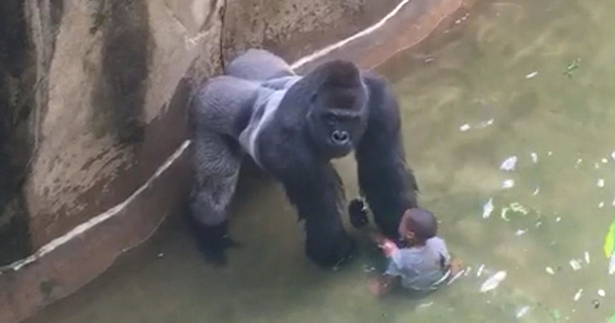 'I can't watch!' Hear mom's 911 call after son falls into gorilla exhibit