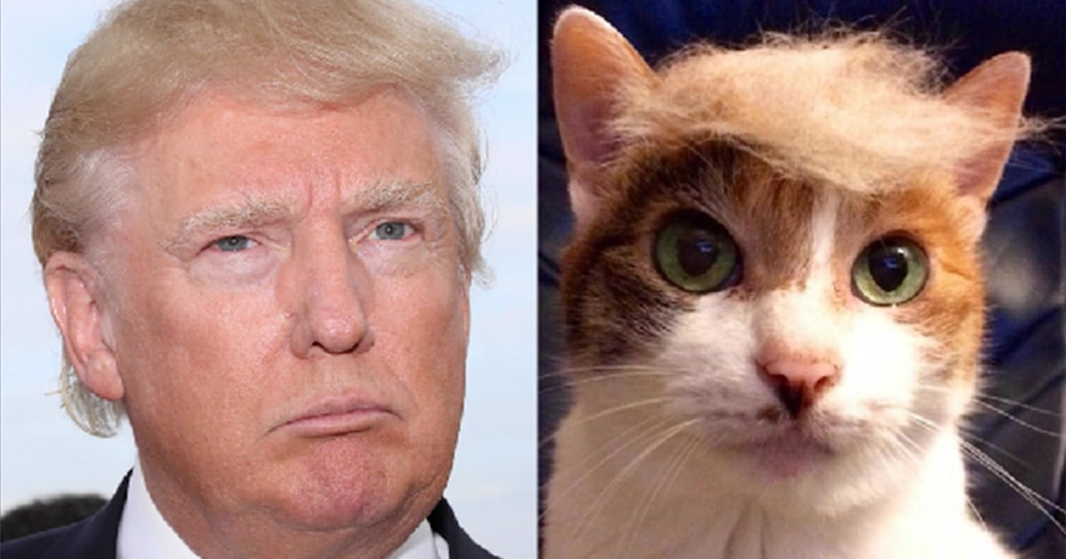 #Trumpyourcat meme: Cats across the Web get Trump’s signature ‘do
