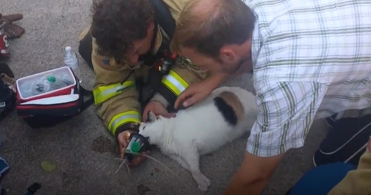 Firefighters rescue Cleo the cat from house fire