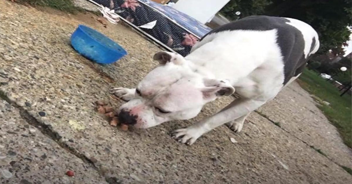 Dog abandoned on the sidewalk learns to trust again