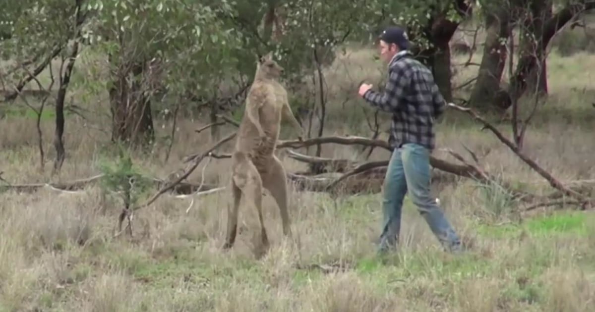 Watch this man punch a kangaroo in the face to save his dog