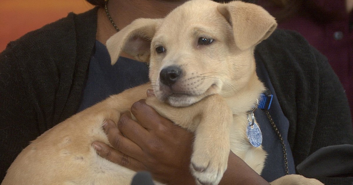 Vital tips to follow before bringing a dog home for the holidays