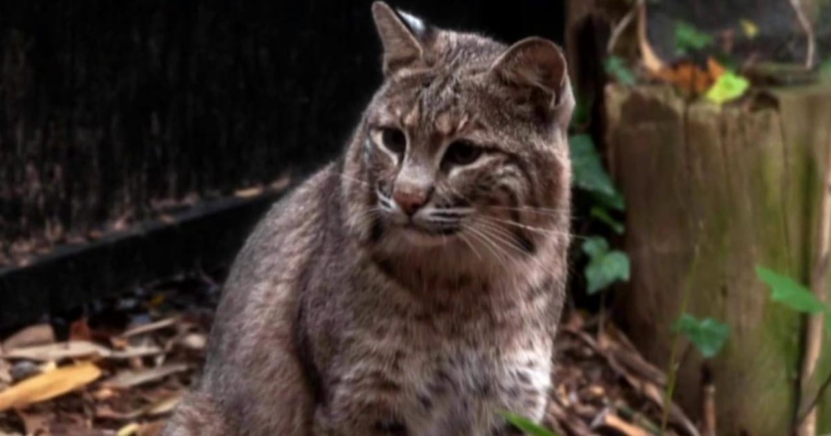 ‘Ollie’ the bobcat missing from National Zoo; Virginia Zoo still in