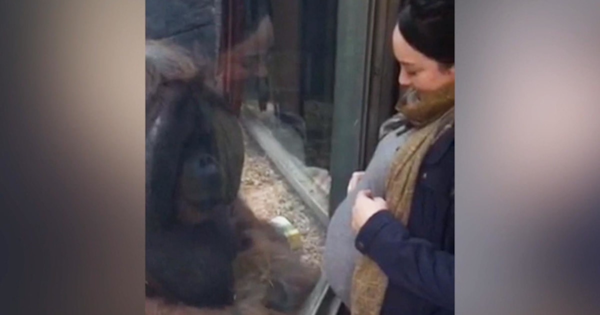 Orangutan Brings Pregnant Woman To Tears With A Kiss
