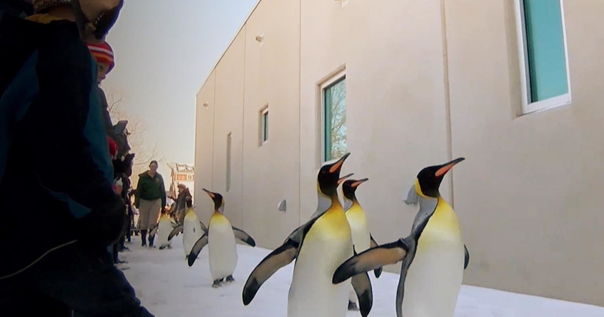 WATCH: Penguins enjoy snow day with adorable march