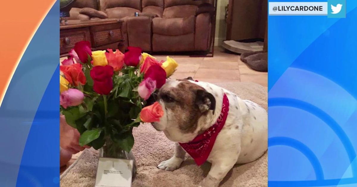 Wife receives flowers from husband, but they’re actually for their dog