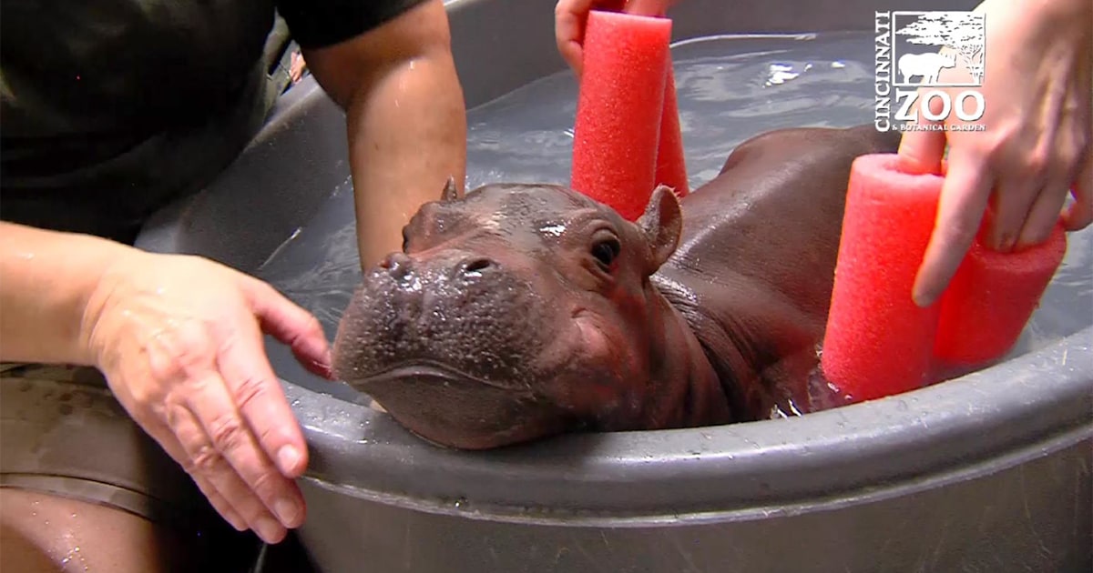 Baby Pygmy Hippo Bath / From Getty A Baby Pygmy Hippopotamus Takes A Bath In An Enclosure At Tokyo S Ueno Zoo On July 24 2011 The Baby H Baby Hippo Cute Creatures Cute Baby Animals : She was born on july 26th to parents iris and corwin.