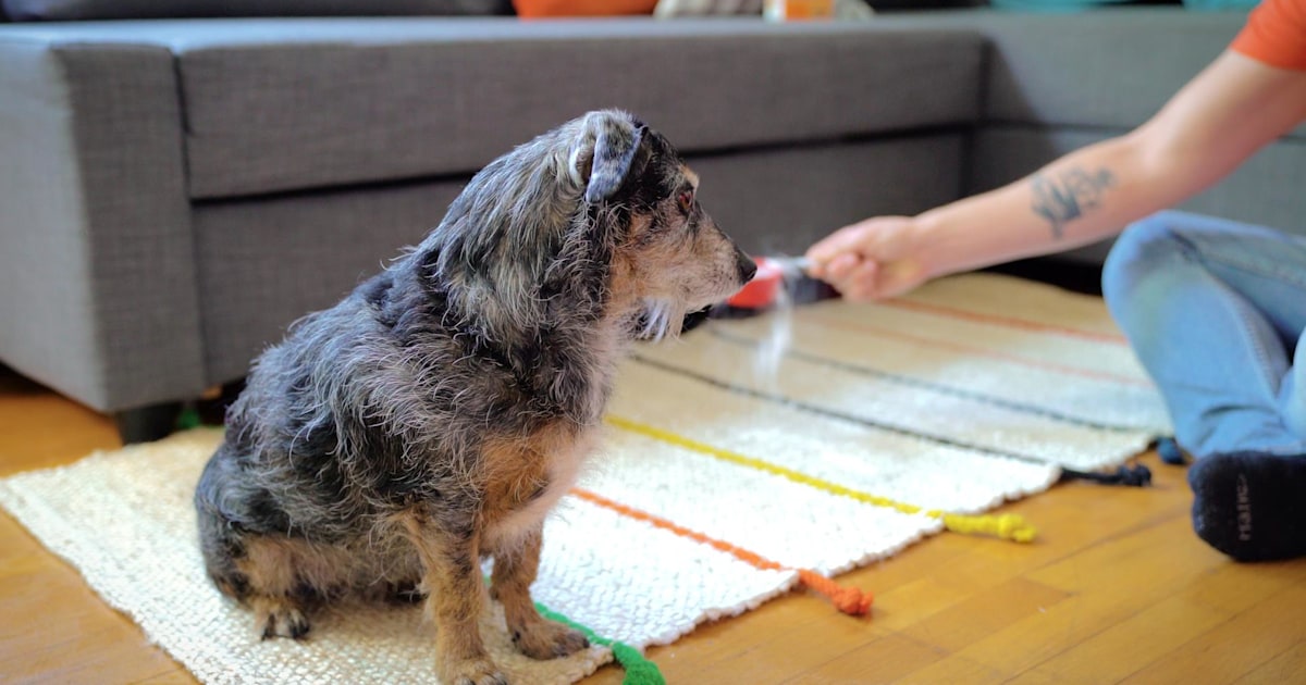 Surprising uses for baking soda include freshening up your pet and more