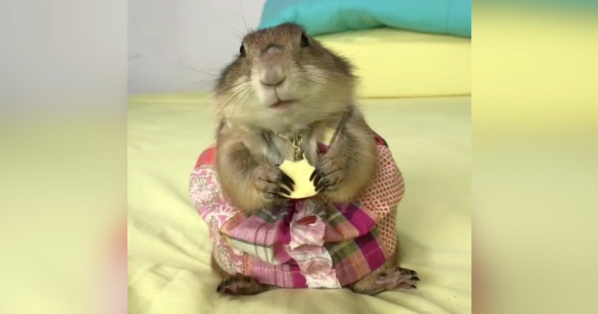 Prairie dog clothes shop