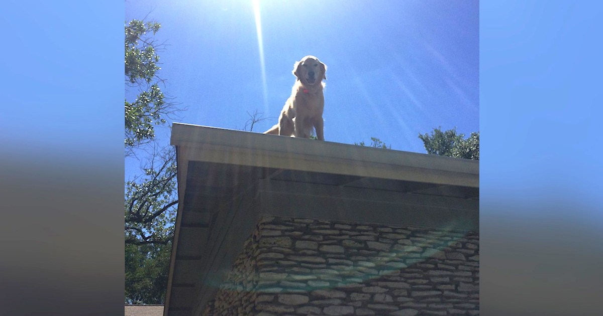 This lovable dog loves to chill out on his roof